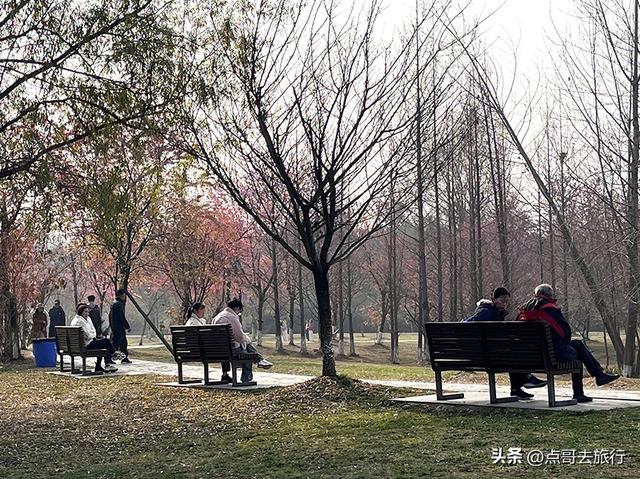 成都最大规模冬樱花开了，1000多株，惊艳壮观，免费，地铁直达！