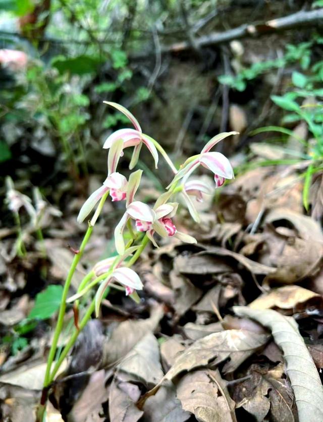 一年仅出现几天！24年四川首次发现“隐身”植物，遇见堪比中彩票