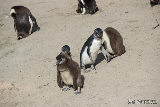 南部非洲：南非开普敦企鹅岛