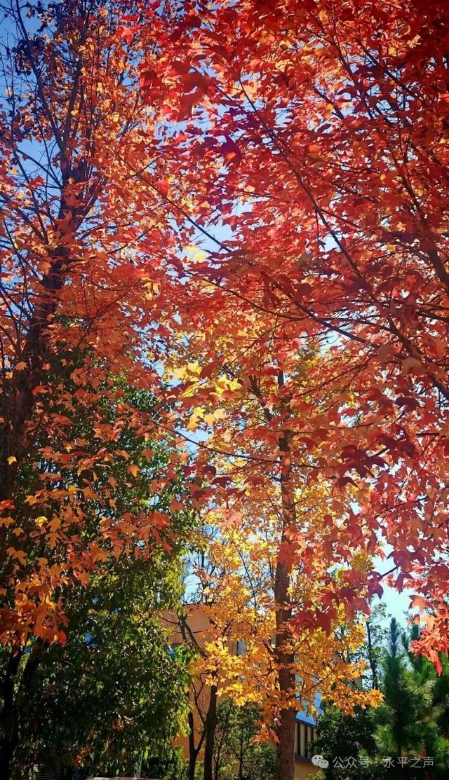 永平楷(jiē)木大道,邀您邂逅冬日“楷(kǎi)模”风骨!