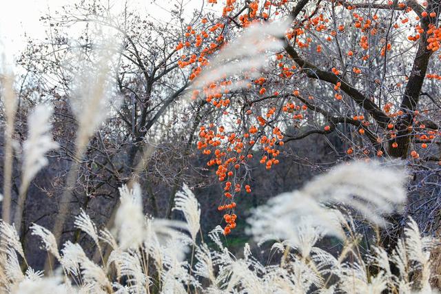 陕西宜君初冬：满枝红柿 一径清甜