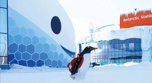 冰城，下雪了