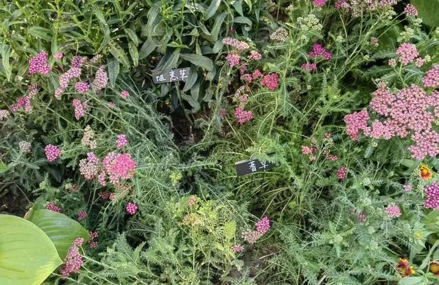 解锁宝藏标地、花植印章和惊喜福利！来花乡，开启秋日的City Walk——