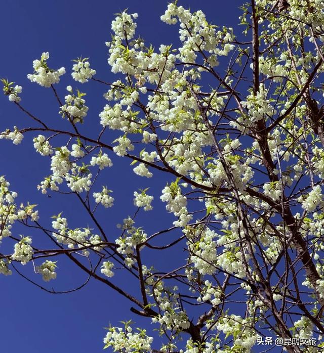 美炸！美炸！全国裹貂我赏樱！昆明最全冬樱赏花攻略来了，周末快冲~