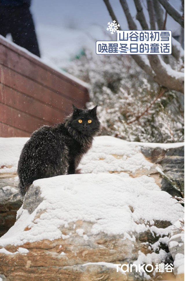 还有三天！檀谷冰雪季，即将登场