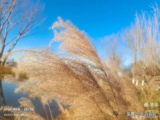 初冬北京朝阳坝河金盏淀:清寒里的静美画卷|申艳娟