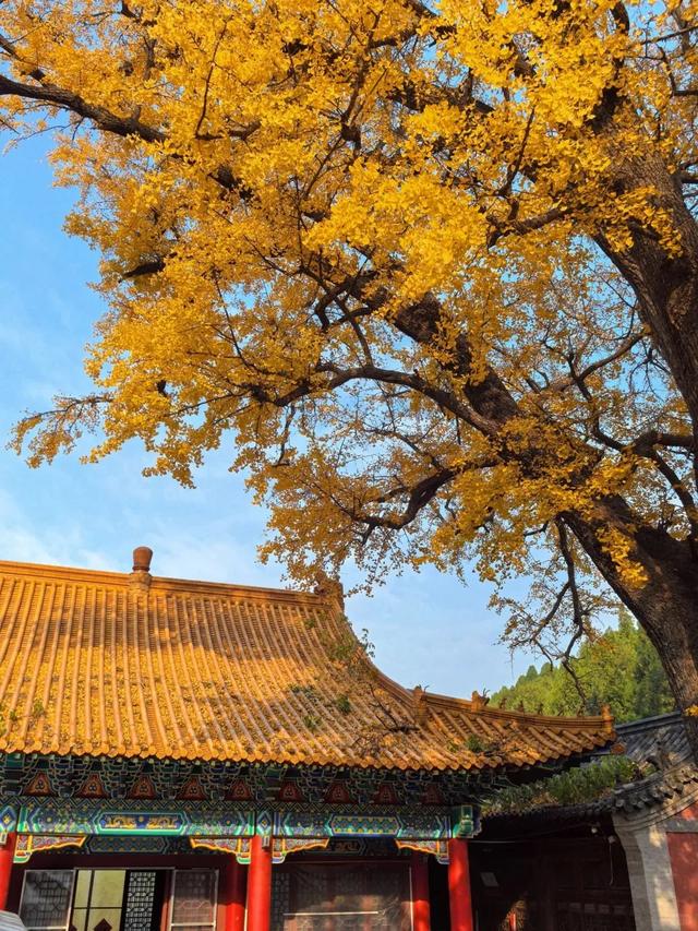 山东：时至初冬，银杏正当时