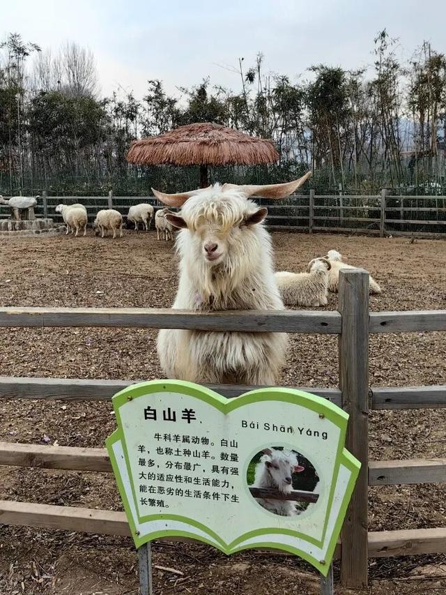 冬游大明川 跨年狂欢