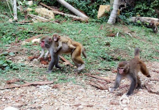 泉州上百只野猴上西天寺“大闹天宫”！上房揭瓦、进殿偷果、打劫游客抢包夺食……