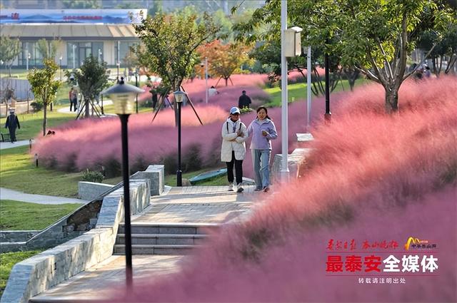 邂逅粉色花海，秋日限定浪漫“上新”