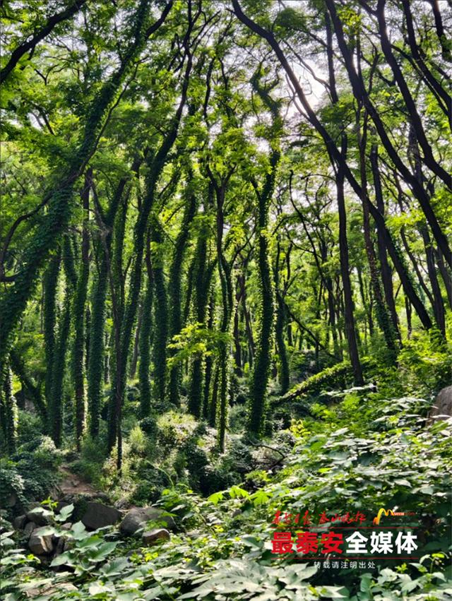 青绿泰山 清凉一夏丨来泰山东御道，闯入绿野仙踪，把童话里的清凉揣进夏天