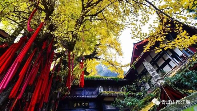 美疯！我就说初冬的都江堰有真东西！