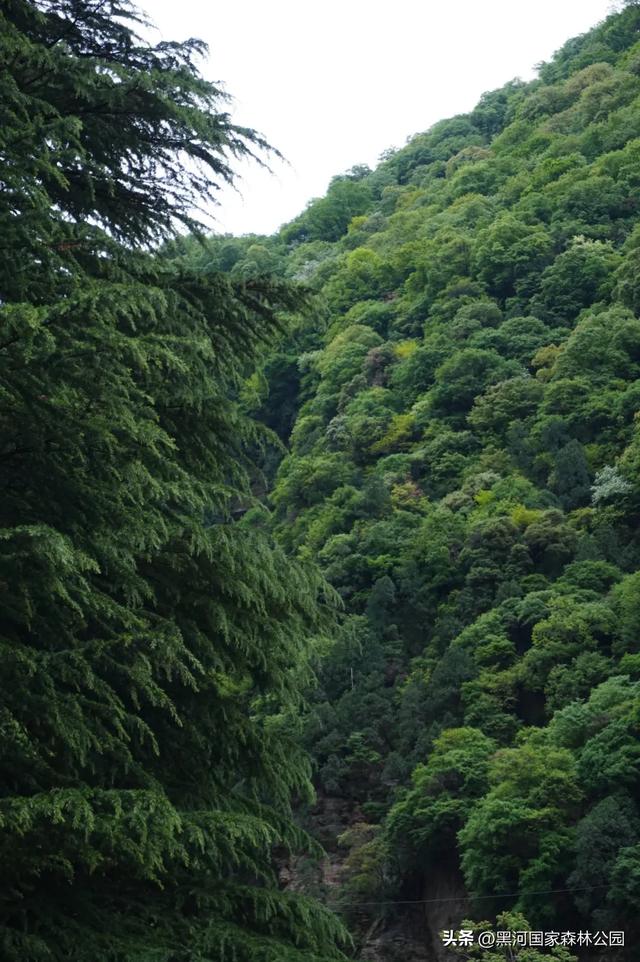 来一场「云赏黑河」之旅！听雨观山，神游林海