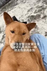大学生放假回村，全村的狗都崩溃了：求求你们快去上学吧！