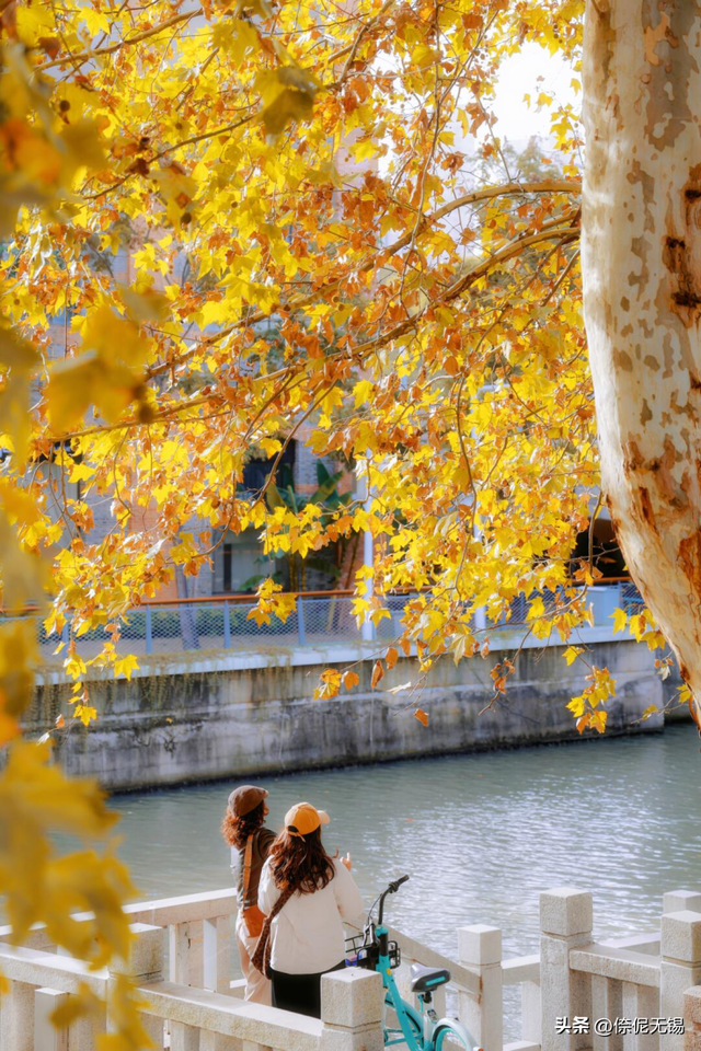 无锡市中心梧桐大道，迎来最浪漫时刻！