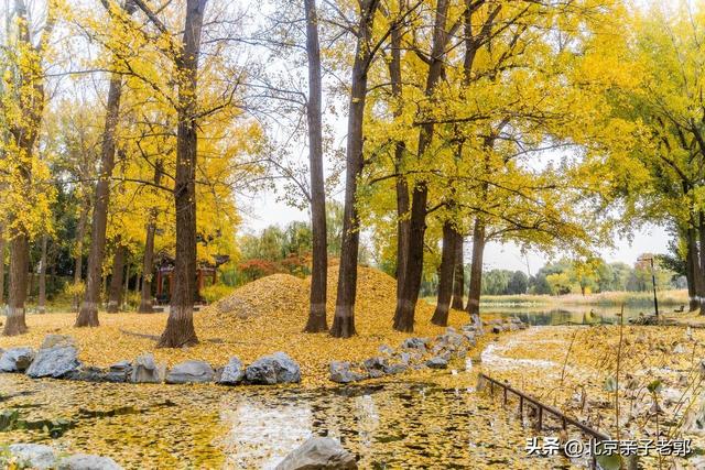 北京秋日Citywalk全攻略｜本周银杏黄金路线追秋指南