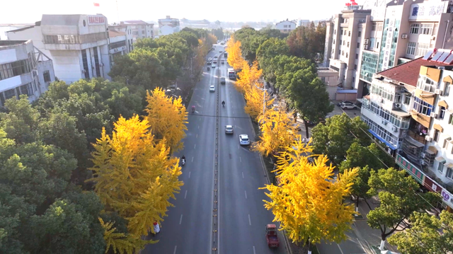 深秋的解放大道，安陆把最美的色彩泼给了它