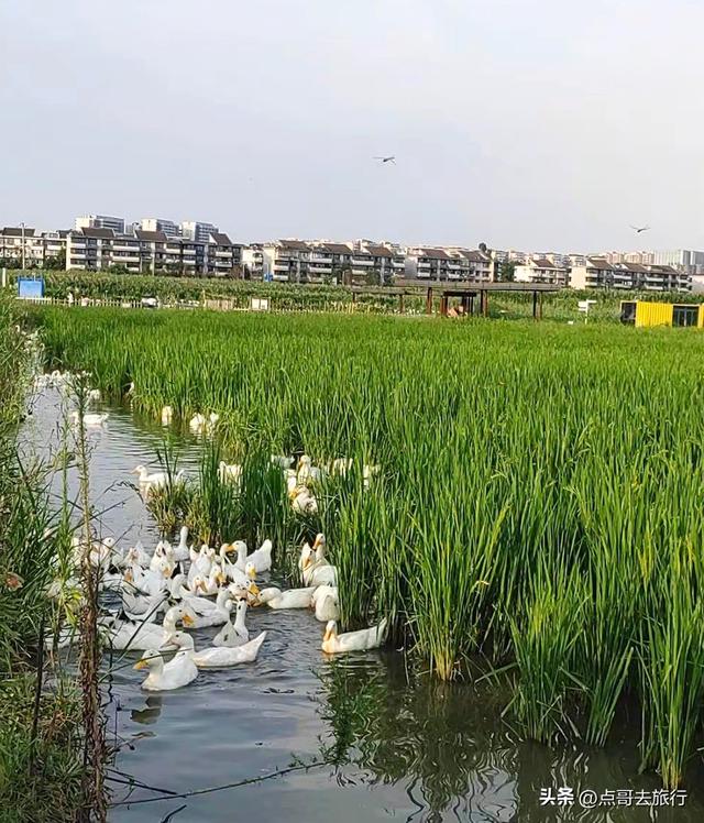 成都三元地铁又上新风景，超级惊艳，不要门票，地铁直达！
