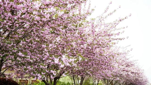 重磅官宣｜3月9日起 免费入园！水城·三国小镇春日盛宴开启