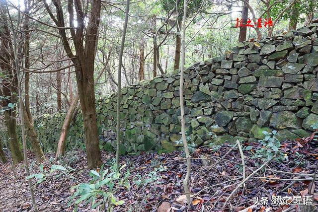 金黄耀眼的金钱松林间，隐逸的城墙如长城，有何秘密？