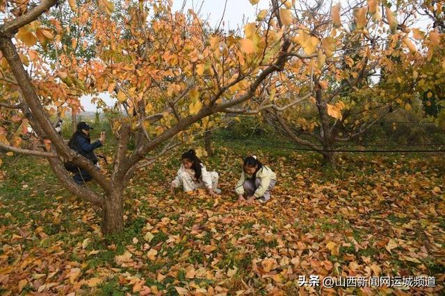 闻喜县：初冬的森林公园休闲打卡好去处