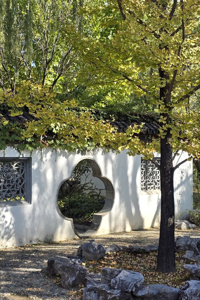 立冬时节，来顺义赴一场银杏之约