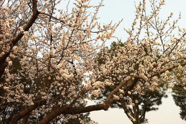 北京玉渊潭公园 樱花漫舞的诗意秘境