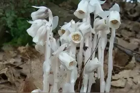 传说中冥界的四种花，它们都存在于现实中，你见过几种呢图片