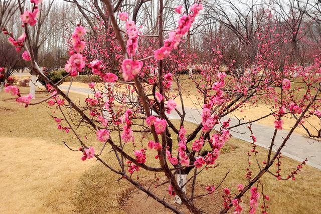 新聊新景丨凤凰苑植物园：梅花盛开春意浓