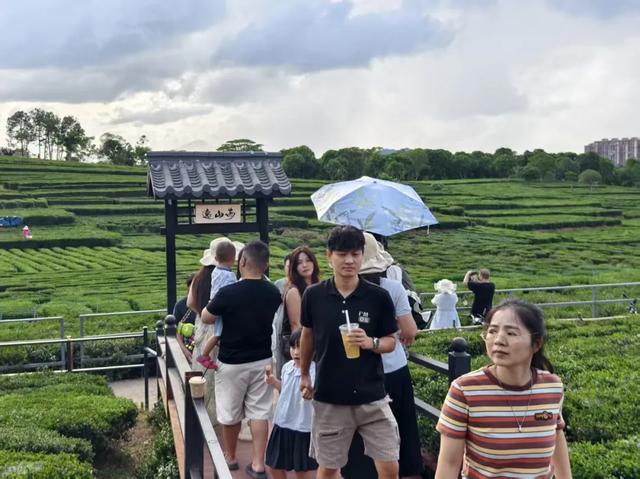 惠聚美好丨一片叶子,带火了博罗这个镇