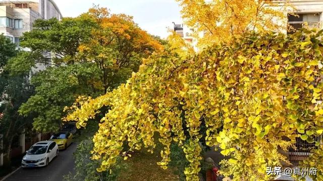 仪征这里的银杏美景醉全城