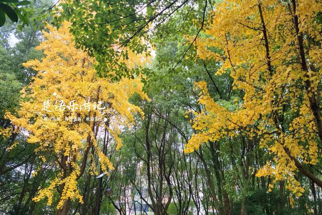 绍兴上虞的绚丽秋色，堪称封神的红枫园林胜境，比风景油画还要美