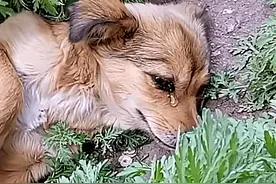 狗的寿命是多少年？为何狗临死前都会离家出走？它们在害怕什么？图片