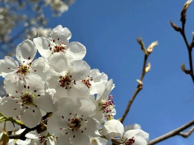 【白银文旅】梨花盛开，春日赴约！大庙村直接美成壁纸