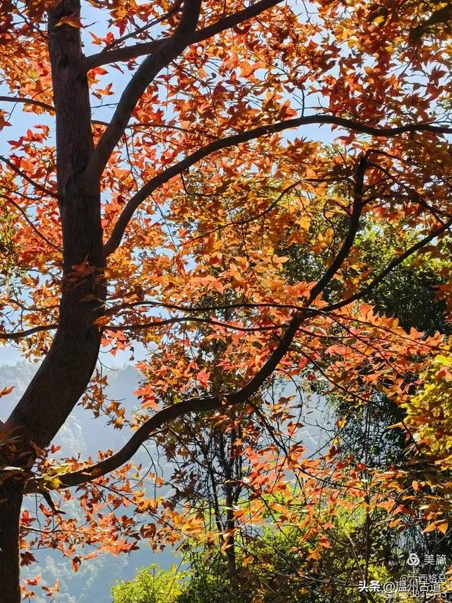 市府路的这几颗乌桕树,你见过吗?现在正是最美的时候!