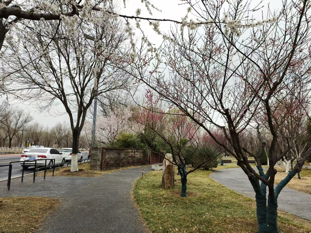 石家庄，滹沱河生态艺术岛三月桃花开、柳丝绿，美不输江南