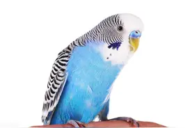 虎皮鹦鹉品种里什么颜色是比较稀有的图片