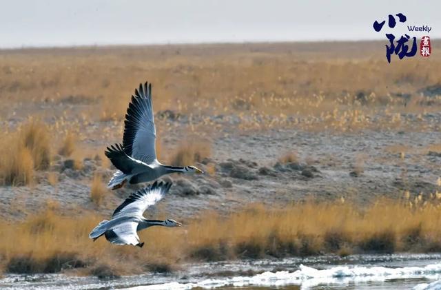 阿克塞：生灵为笔 写就草原冬日生态诗篇