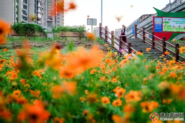 美爆了！佛山秋日花海上新！