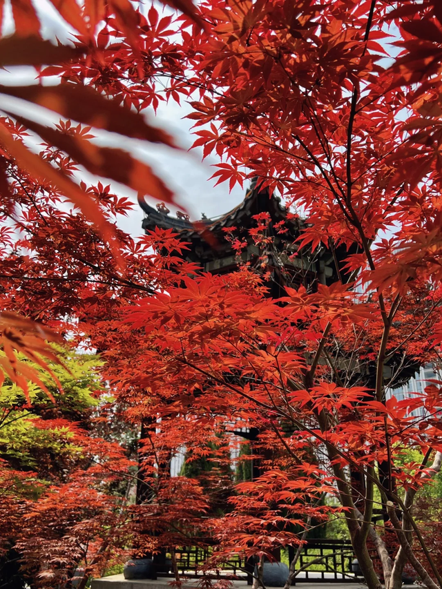 临沂「红杉」「红枫」浓度拉满，出片率100%