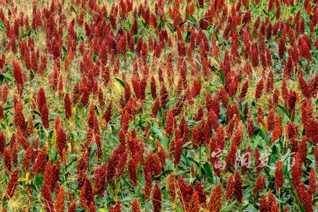 惊艳！富春江私藏了一片“燃烧的秋天”