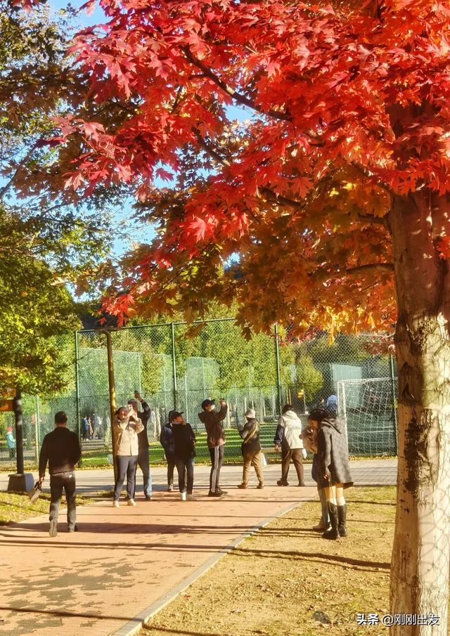 公交直达,大连这个免费公园枫叶正当时,赏秋好地方