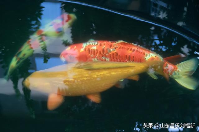 昌盛花园二期西区的冬景(下)