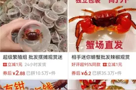 宠物界“新晋顶流”，竟然是它图片