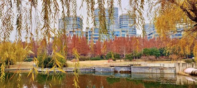 冬意盎然！锦阳河畔垂柳披“金”，绘成冬日美丽画卷！