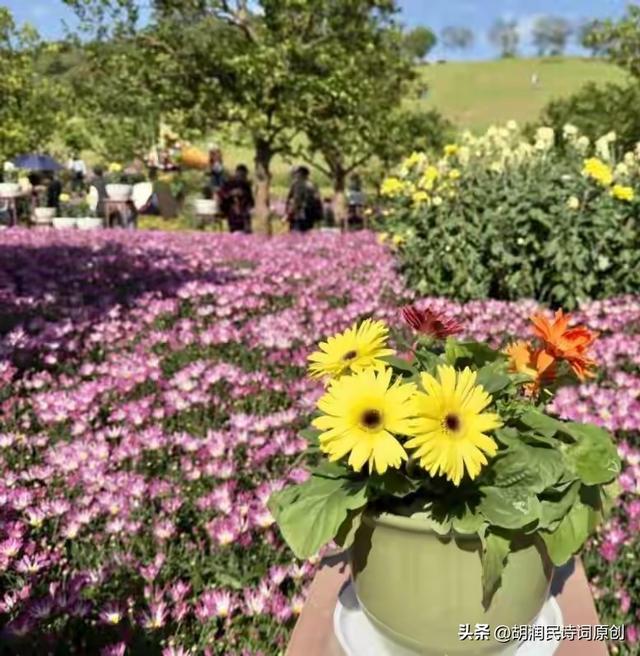 七律·初冬游青秀山见游人赏菊