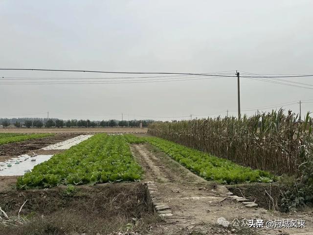 冠县乡韵·桑阿镇野场村