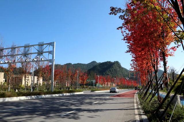 红了！红了！酉阳桃花源新城这条“红枫大道” 等你去打卡