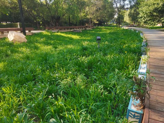 六问沈阳北塔公园空灵花海景点为何无花只有荒草