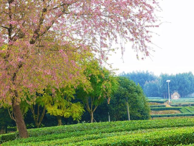 夹江茶山邂逅一场粉色浪漫